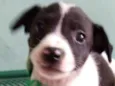 Cloe