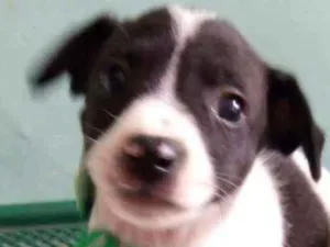 Cachorro raça Srd idade 2 a 6 meses nome Cloe