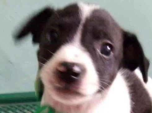 Cachorro ra a Srd idade 2 a 6 meses nome Cloe