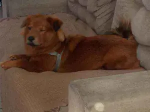 Cachorro raça Mistura de chow chow com rnd idade 7 a 11 meses nome Simba