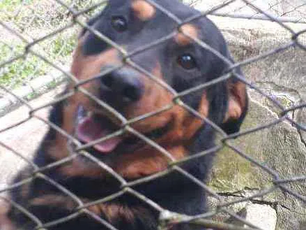 Cachorro ra a Rott idade 2 anos nome Rico