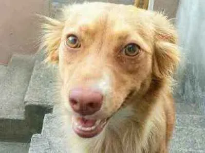 Cachorro ra a Mestiço idade 2 anos nome Mel