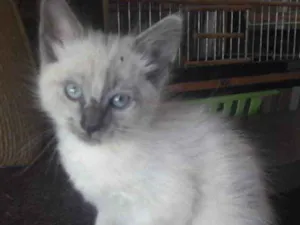 Gato raça Mestiço  idade 2 a 6 meses nome Toquinho e Belinha 