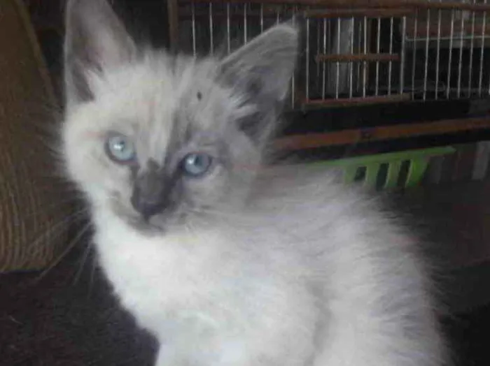 Gato ra a Mestiço  idade 2 a 6 meses nome Toquinho e Belinha 
