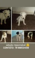 Filhotes