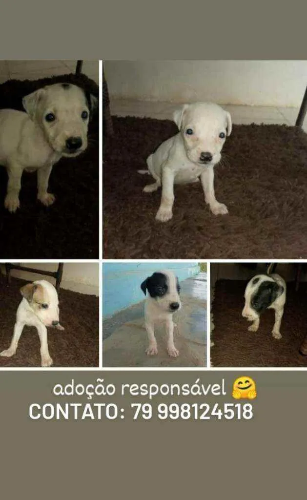 Cachorro raça Srd idade Abaixo de 2 meses nome Filhotes