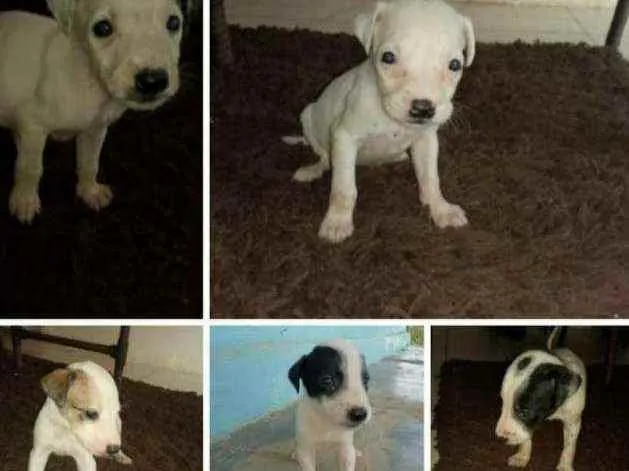 Cachorro raça Srd idade Abaixo de 2 meses nome Filhotes