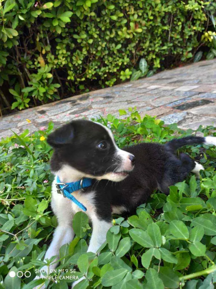 Cachorro raça Não tem  idade Abaixo de 2 meses nome Marley
