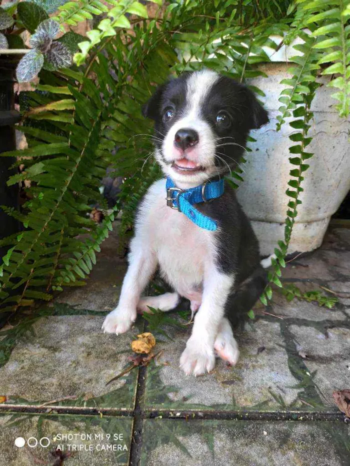 Cachorro raça Não tem  idade Abaixo de 2 meses nome Marley