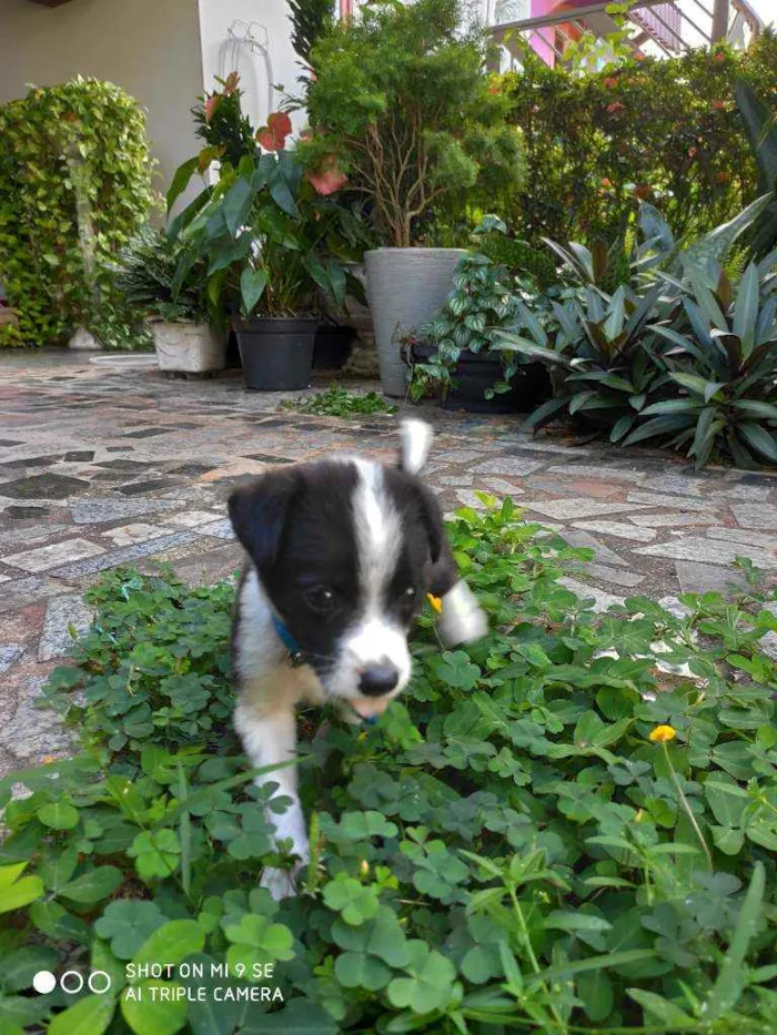 Cachorro raça Não tem  idade Abaixo de 2 meses nome Irmãos Bob e Marley