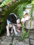 Irmãos Bob e Marley