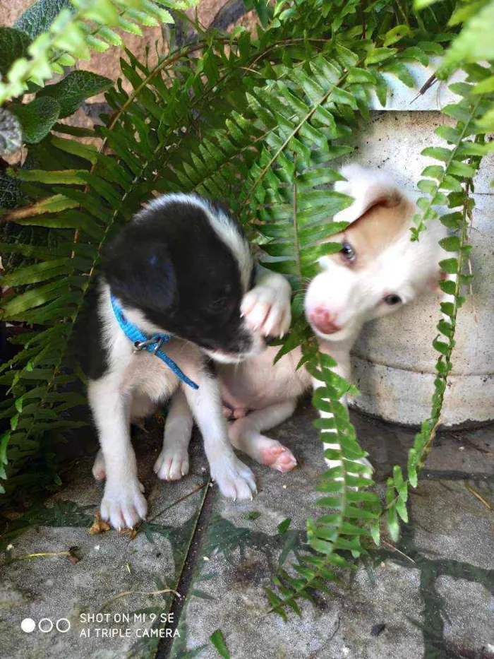 Cachorro raça Não tem  idade Abaixo de 2 meses nome Irmãos Bob e Marley
