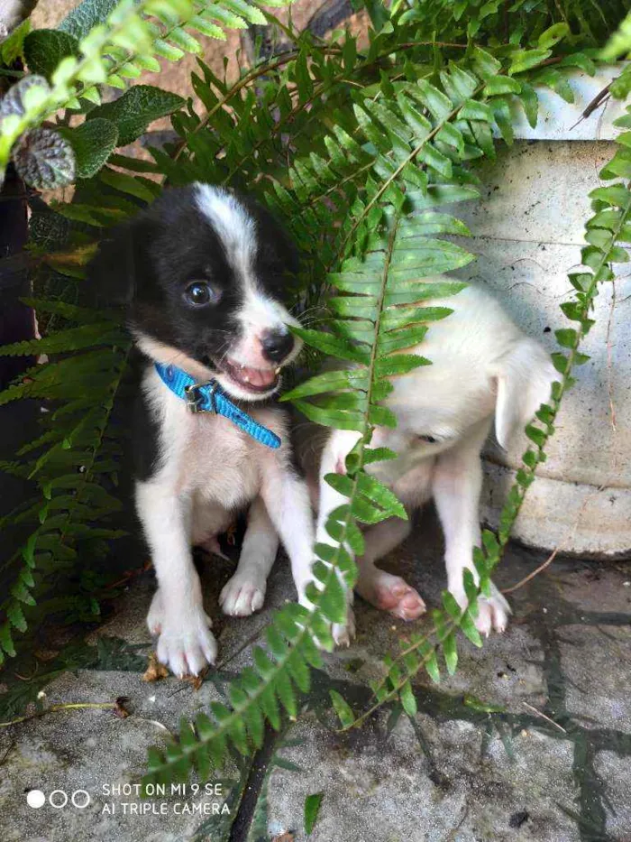 Cachorro raça Não tem  idade Abaixo de 2 meses nome Irmãos Bob e Marley