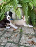 Irmãos Bob e Marley