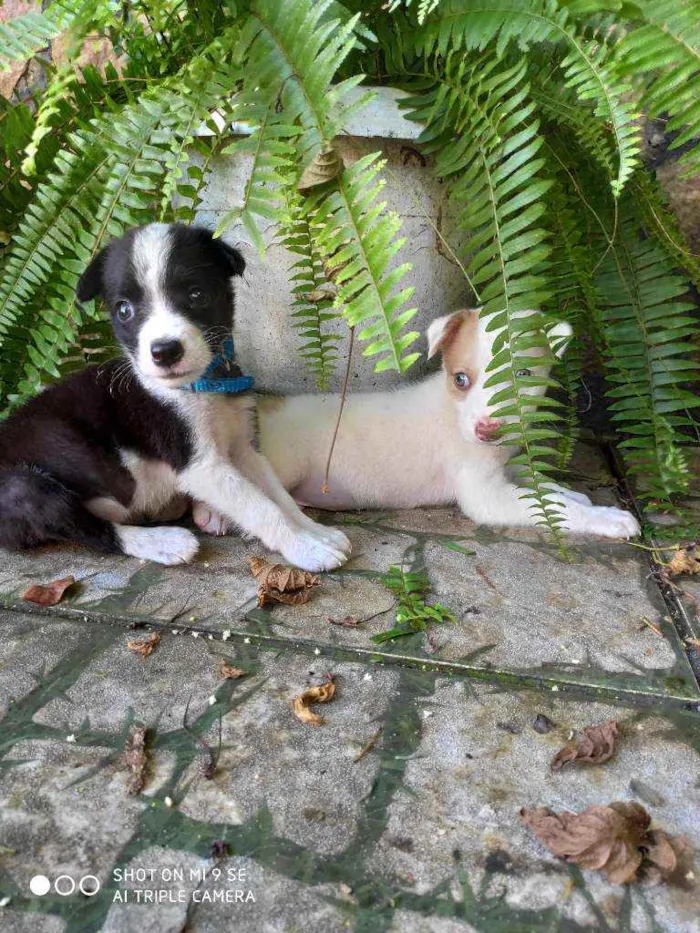 Cachorro raça Não tem  idade Abaixo de 2 meses nome Irmãos Bob e Marley