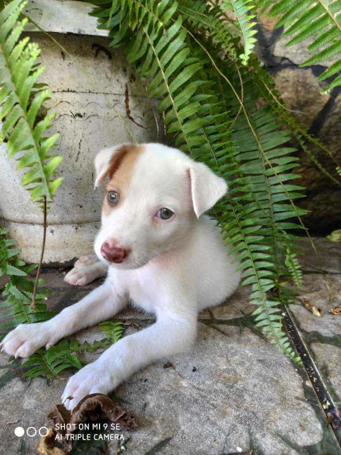 Cachorro raça Não tem  idade Abaixo de 2 meses nome Irmãos Bob e Marley