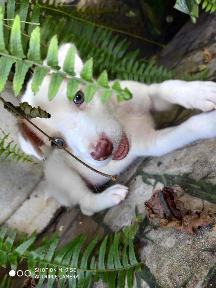 Cachorro raça Não tem  idade Abaixo de 2 meses nome Irmãos Bob e Marley
