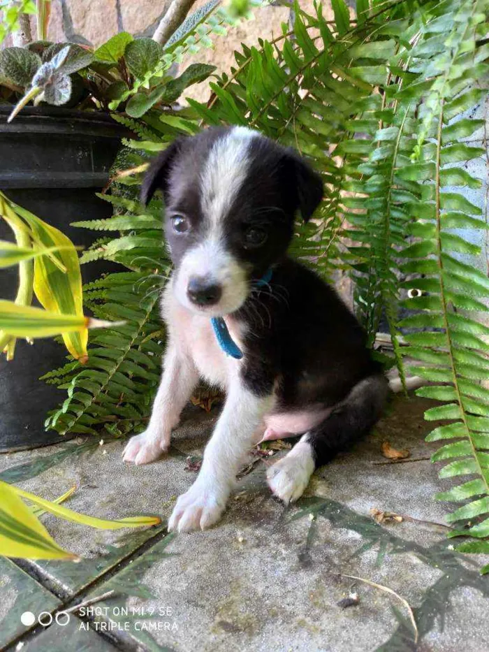 Cachorro raça Não tem  idade Abaixo de 2 meses nome Irmãos Bob e Marley