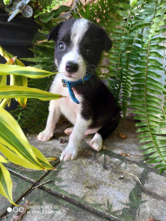 Cachorro raça Não tem  idade Abaixo de 2 meses nome Irmãos Bob e Marley