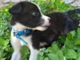Marley