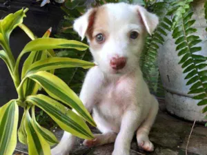 Cachorro raça Não tem  idade 1 ano nome Bob 