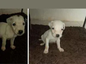 Cachorro raça Srd idade Abaixo de 2 meses nome Filhotes