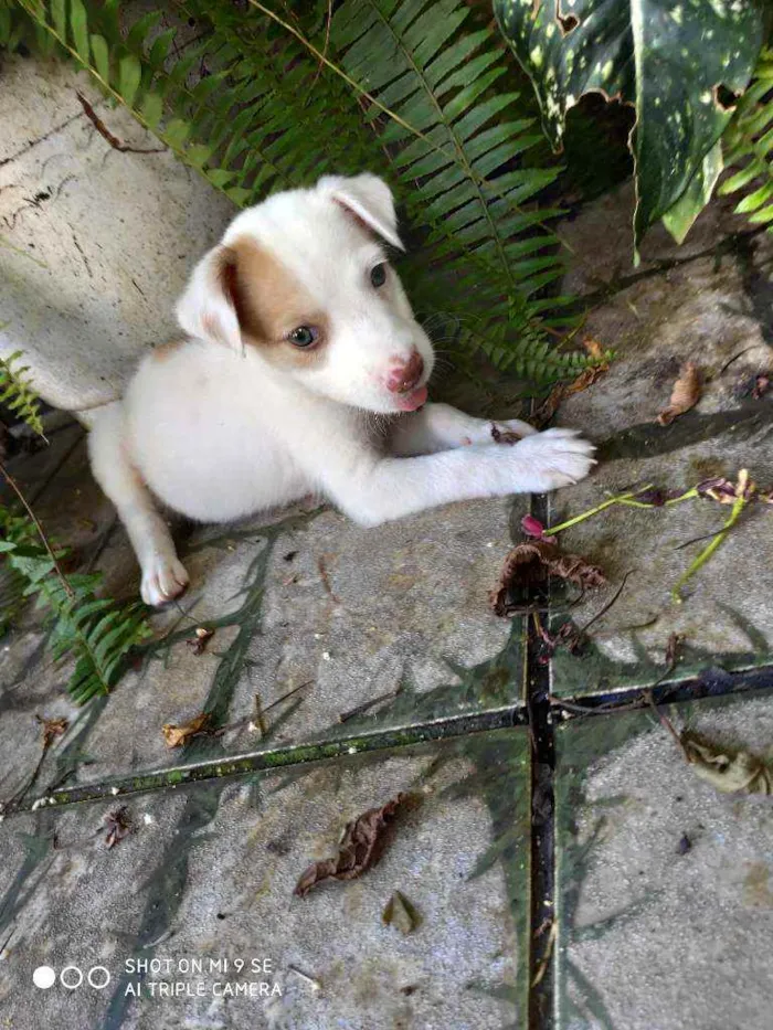 Cachorro raça Não tem  idade Abaixo de 2 meses nome Bob 
