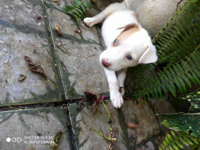 Cachorro raça Não tem  idade Abaixo de 2 meses nome Bob 