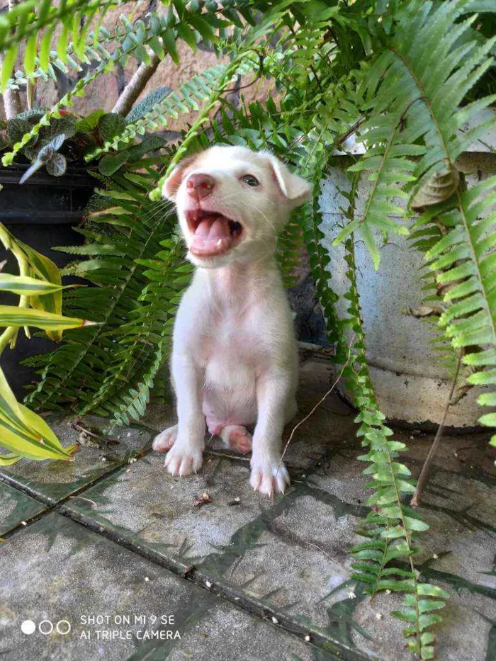Cachorro raça Não tem  idade Abaixo de 2 meses nome Bob 