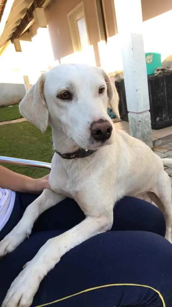 Cachorro ra a Labrador com mistura vira lata idade  nome Olaf