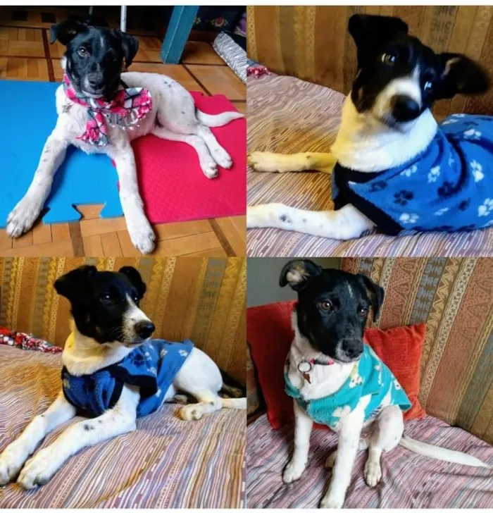 Cachorro ra a Srd idade 7 a 11 meses nome Barish