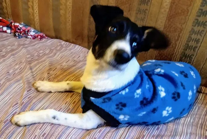 Cachorro ra a Srd idade 7 a 11 meses nome Barish