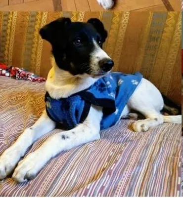 Cachorro ra a Srd idade 7 a 11 meses nome Barish