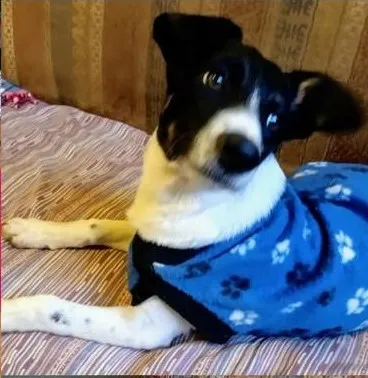 Cachorro ra a Srd idade 7 a 11 meses nome Barish