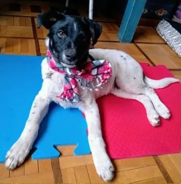 Cachorro ra a SRD idade 7 a 11 meses nome Nicóv