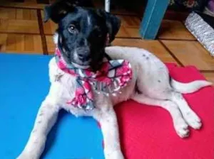 Cachorro raça SRD idade 7 a 11 meses nome Nicóv