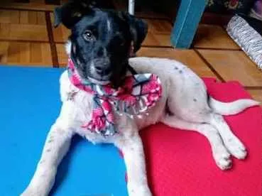 Cachorro ra a SRD idade 7 a 11 meses nome Nicóv