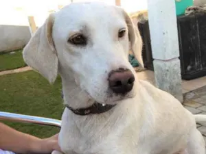 Cachorro raça Labrador com mistura vira lata idade  nome Olaf