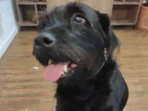 Cachorro raça SRD idade 2 anos nome Dengoso