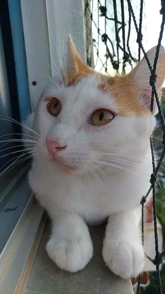 Gato ra a Srd idade 1 ano nome Zoé