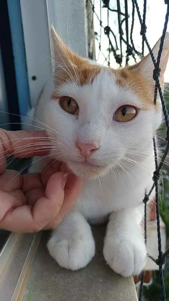 Gato ra a Srd idade 1 ano nome Zoé