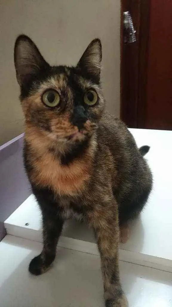 Gato ra a Srd idade 2 anos nome Elis