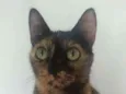 Elis