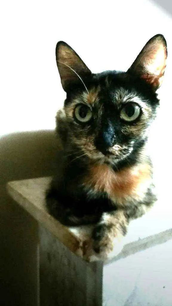 Gato ra a Srd idade 2 anos nome Elis