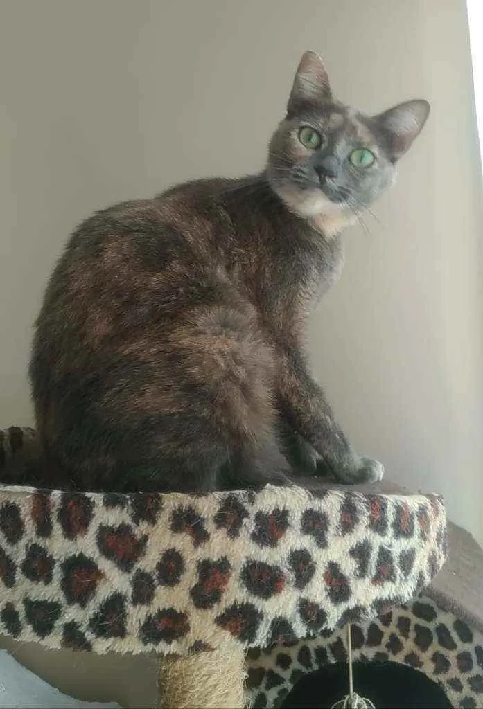 Gato ra a Srd idade 2 anos nome Agnes