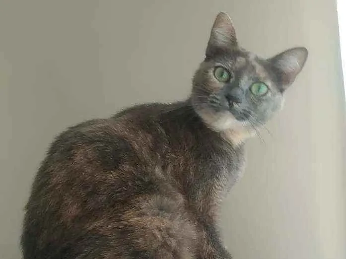 Gato ra a Srd idade 2 anos nome Agnes