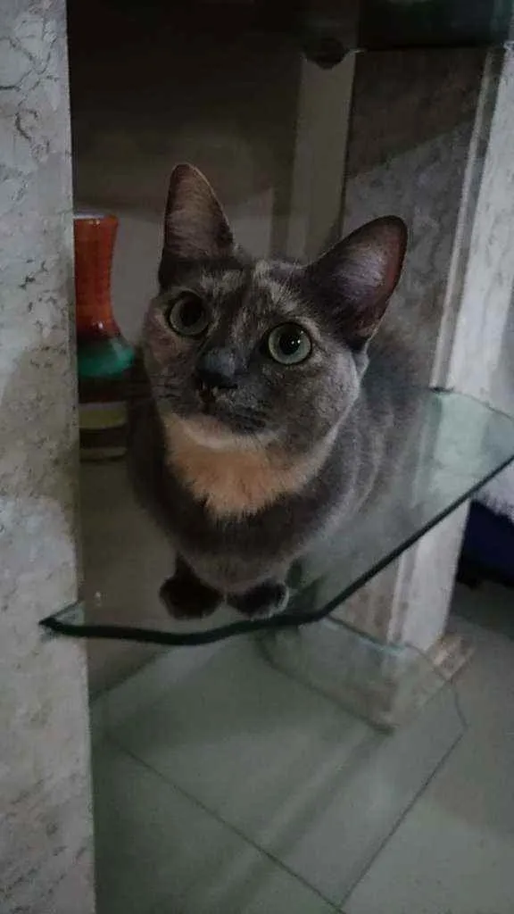 Gato ra a Srd idade 2 anos nome Agnes