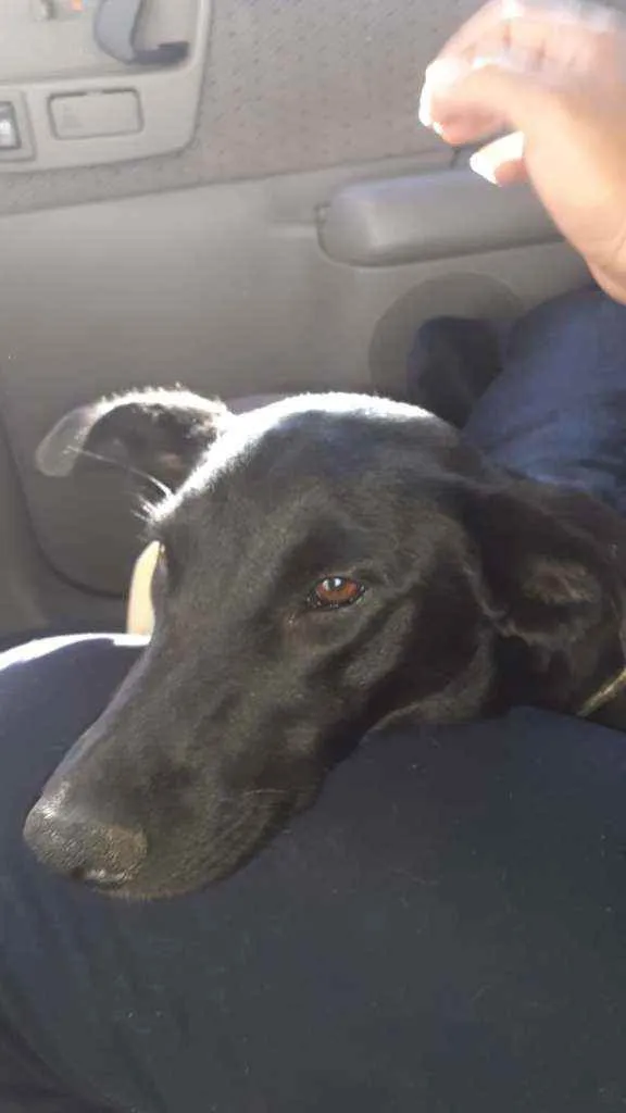 Cachorro raça Sem raça  definida  idade 1 ano nome Pretinha 