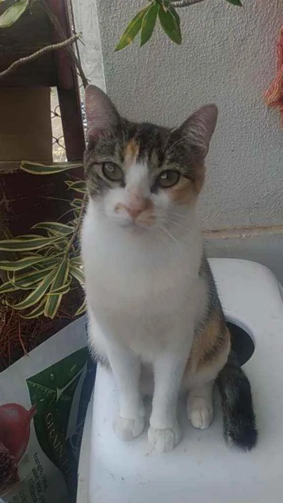 Gato ra a Srd idade 1 ano nome Menina