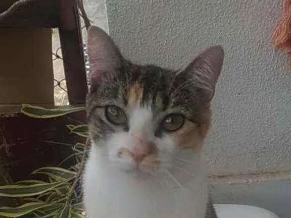 Gato ra a Srd idade 1 ano nome Menina